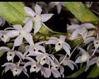 Dendrobium%2Bhercoglossum%2BRchb.f.2
