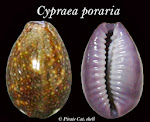 常見貝類：紫花寶螺