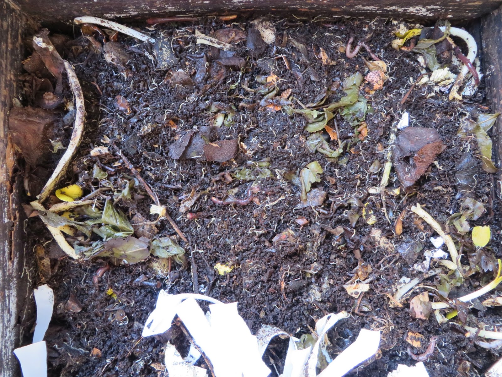 みみず御殿日記 冬のミミズコンポスト