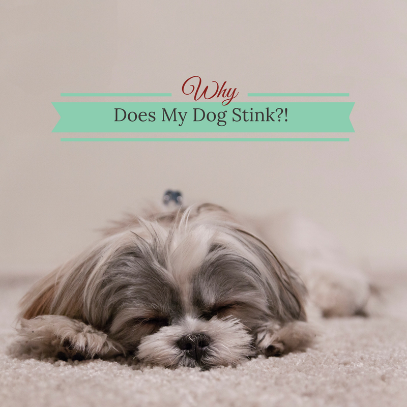 Bark City Doggy Daycare Why Does My Dog Stink?