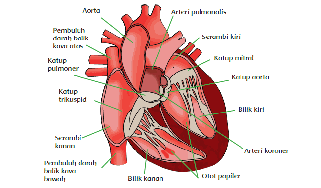 Fungsi aorta