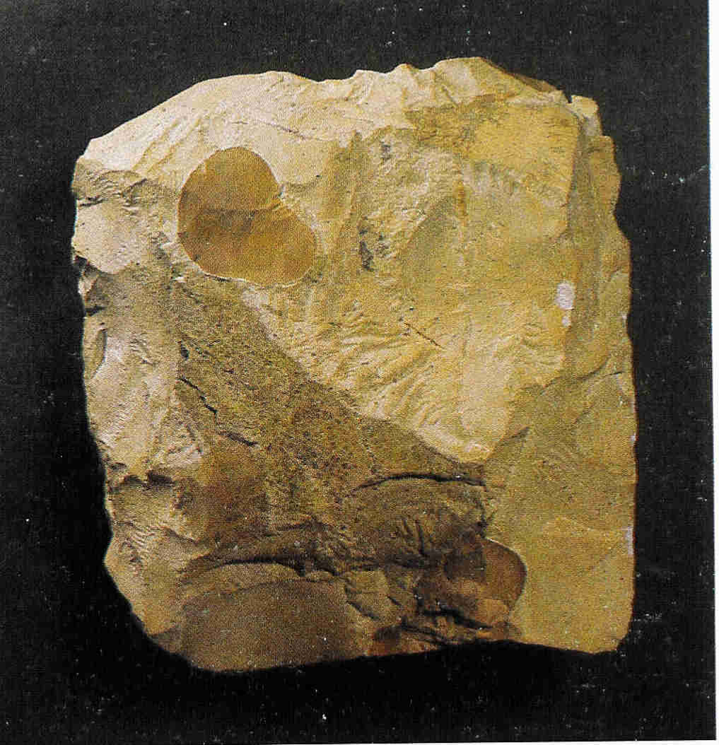 A la palestra ROCA SEDIMENTARIA CALIZA