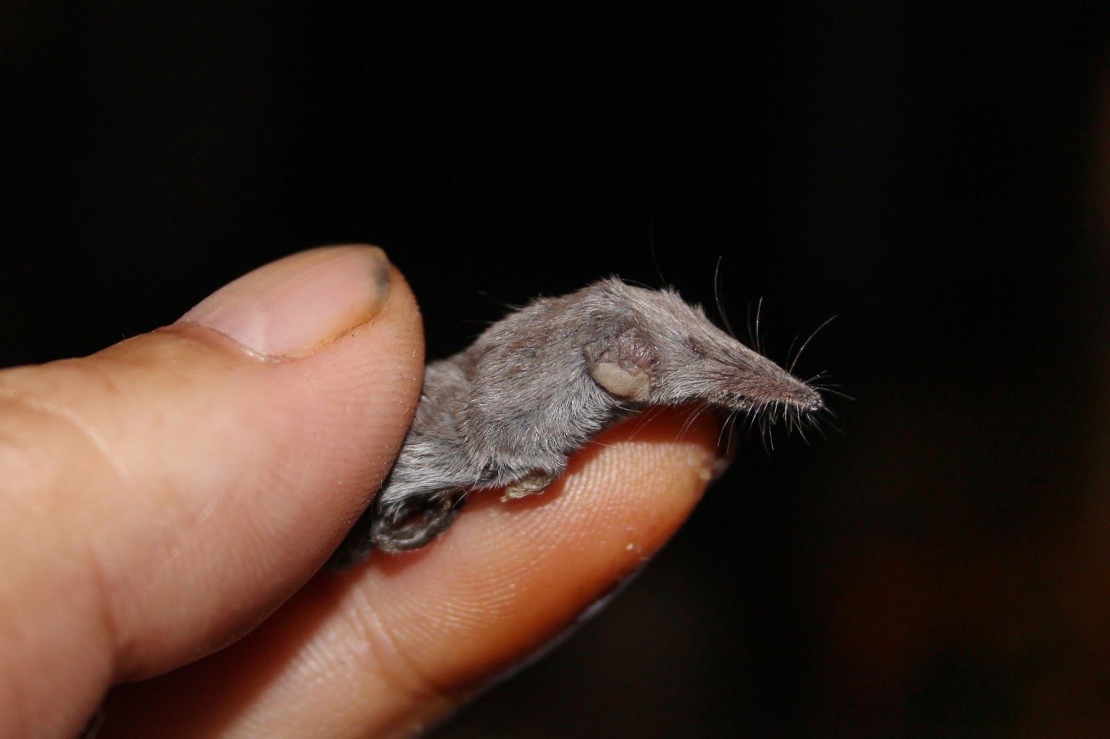 Biodiversity of Cyprus by NGO Protection of the Natural Heritage and