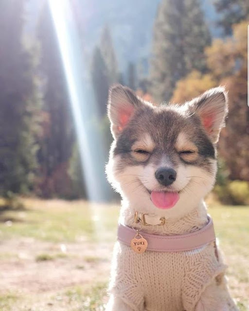 Yuki Yuki