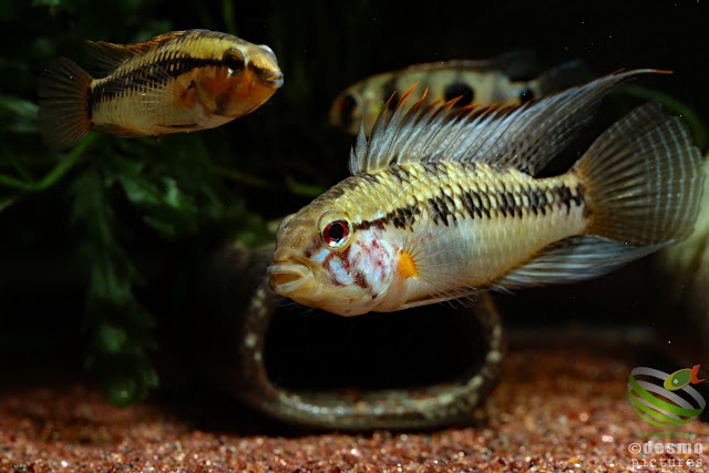 Apistogramma sp. cuiari