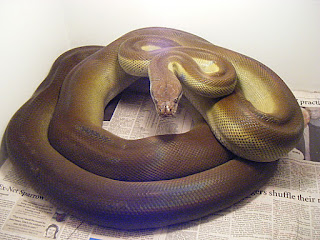 Papuan Python - Reptiles World