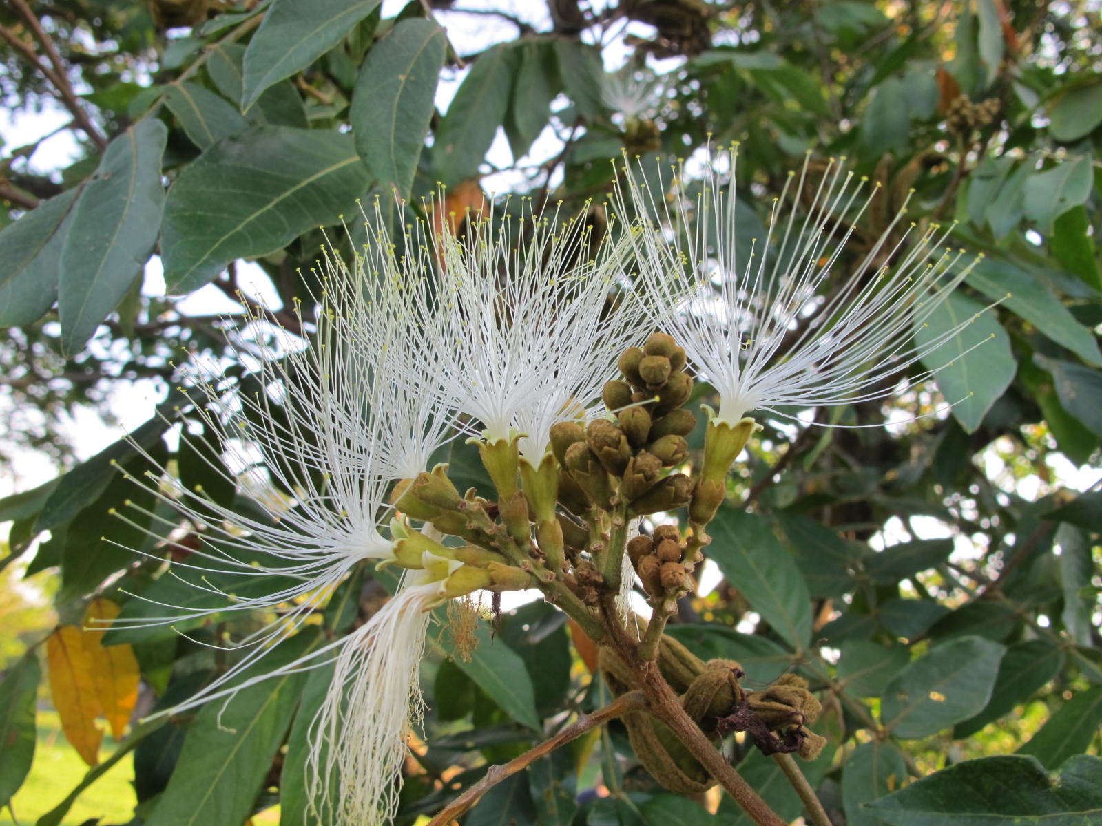 Fabaceae - Leguminosae no Brasil: Fabaceae - Inga vera Willd. -inga-