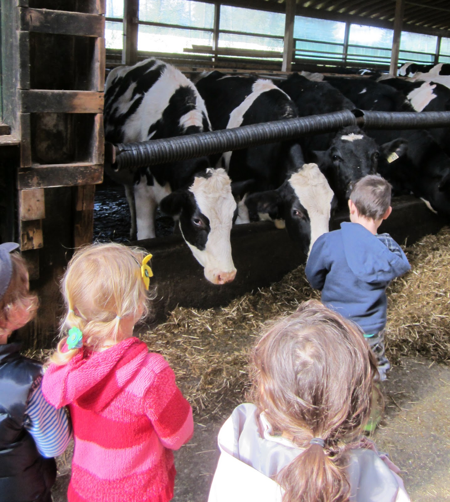 StrongStart Dairy Farm Field Trip
