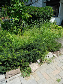 front yard  Leslieville garden cleanup before Paul Jung Gardening Services Toronto