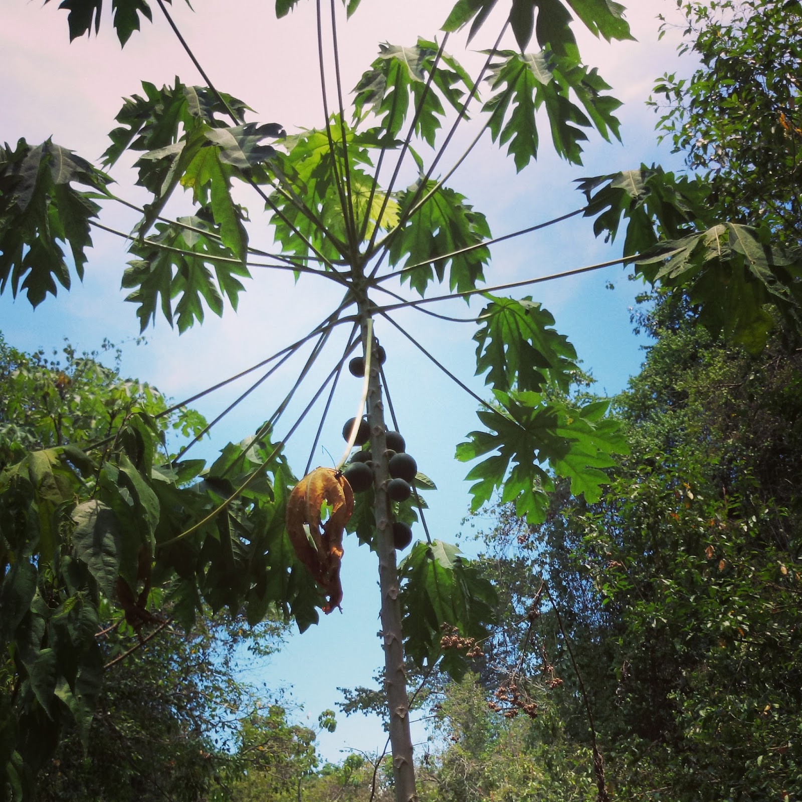 Erlebe Das Unbekannte Nationalpark Manuel Antonio