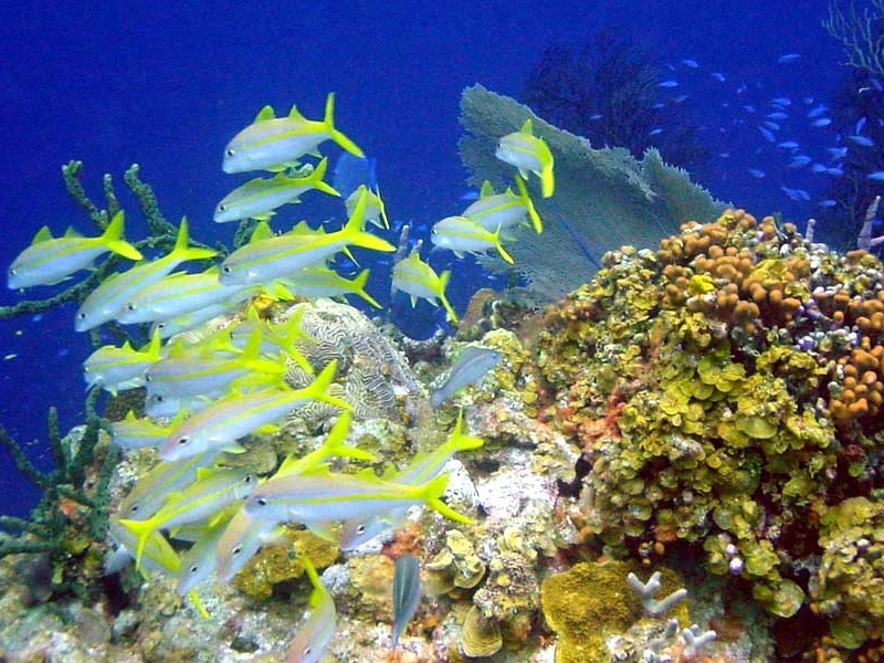 aquatic biome Aquatic biomes can be divided into two major categories freshwater which includes rivers, streams, lakes, ponds, and wetlands marine which includes the ocean and estuaries. aquatic biome Aquatic biomes can be divided into two major categories freshwater which includes rivers, streams, lakes, ponds, and wetlands marine which includes the ocean and estuaries.