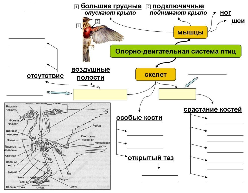 опорные схемы конспекты по биологии. схема значение простейших. схема по биологии 7 класс. опорная схема земноводные. значение простейших» сжема.