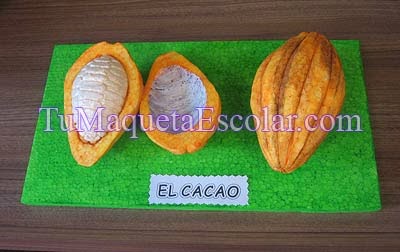 Maqueta de la fruta del cacao partida en dos partes