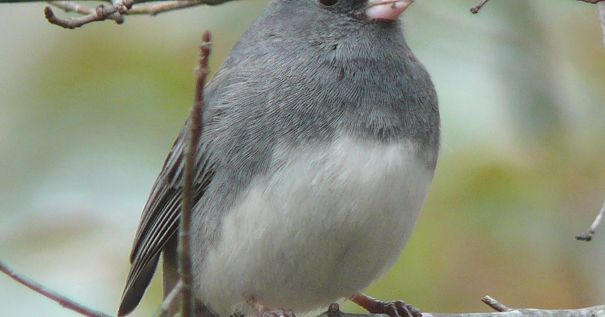 wild birds unlimited small gray bird with white belly wild birds unlimited small gray bird with white belly