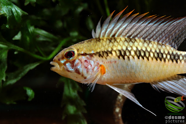 Apistogramma sp. cuiari