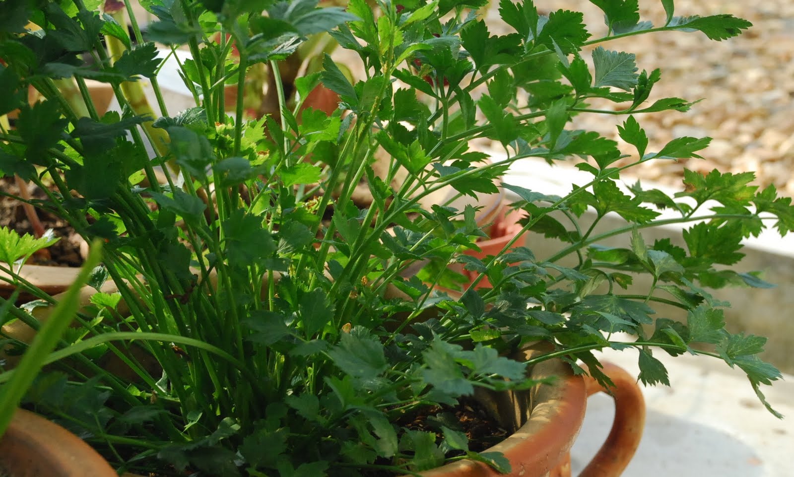 My little vegetable garden Tanaman dalam  pasu  sekali imbas