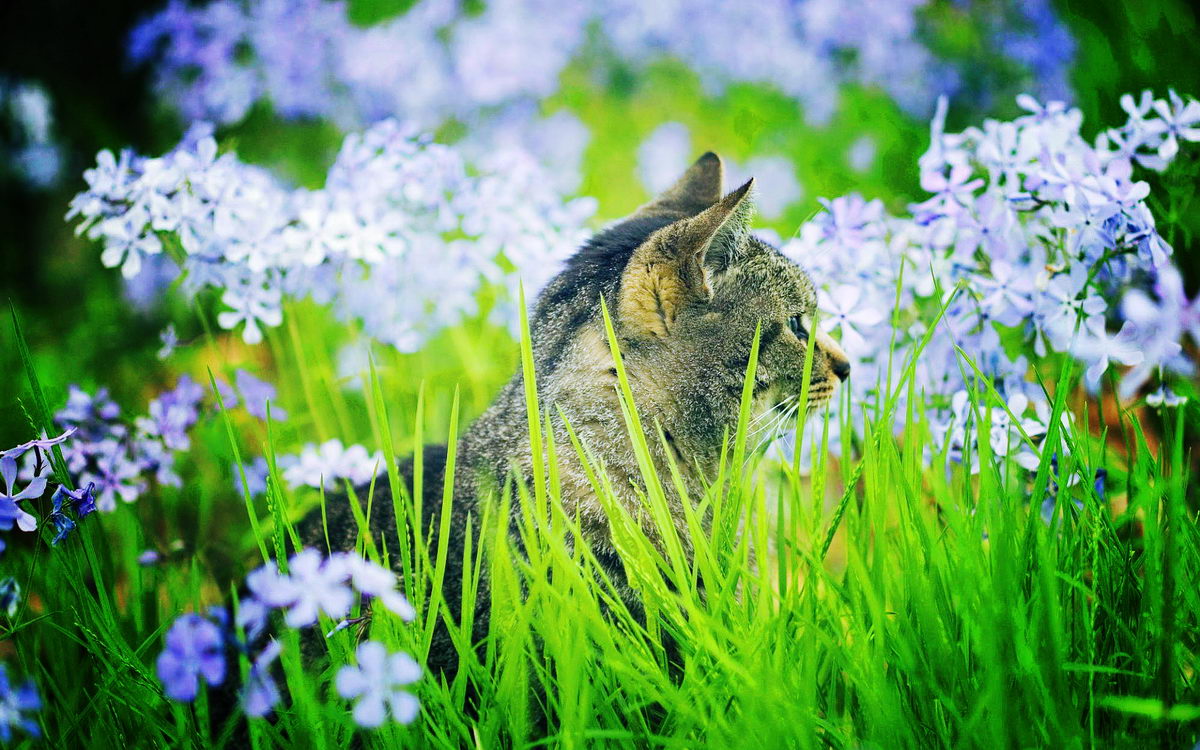 http://2.bp.blogspot.com/-ZYgWIsn2Y1k/Tjaxm5nKlNI/AAAAAAAABAk/wpwsiwKORnM/s1600/Cute+Cat+In+Green+Grass.jpg