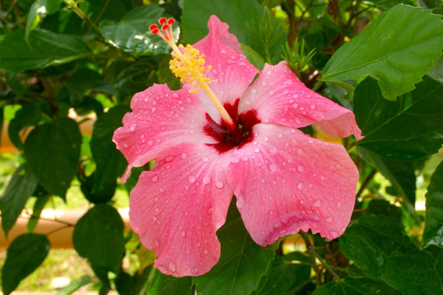 Pink Flower with rain drops.