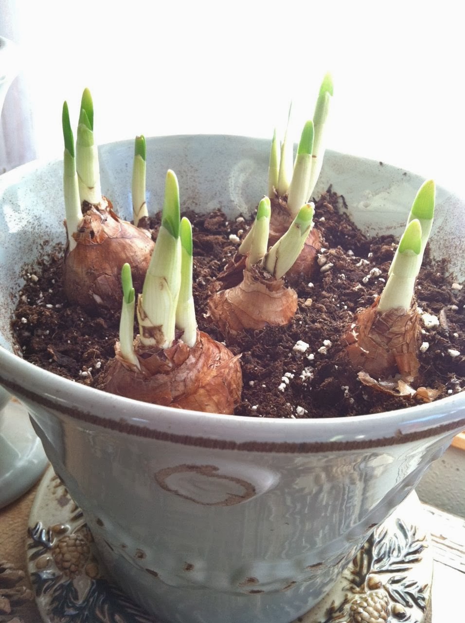 Mish Mash Planting Paperwhites to bloom for Christmas....