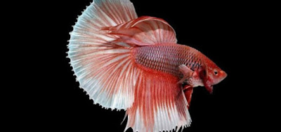 ikan cupang kuping gajah ikan cupang kuping gajah