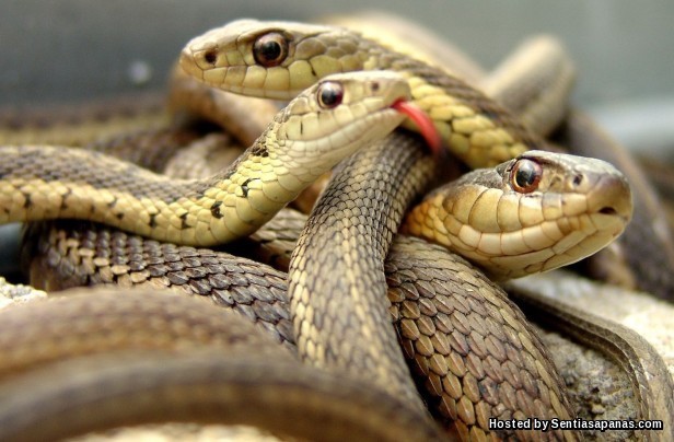 Snake group