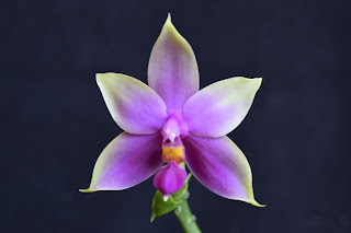 , Phalaenopsis Violacea Bonnie Blue x Violacea Blue Beard, diarid'orchidee