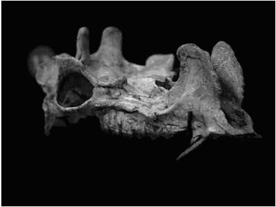 Protoceras skull