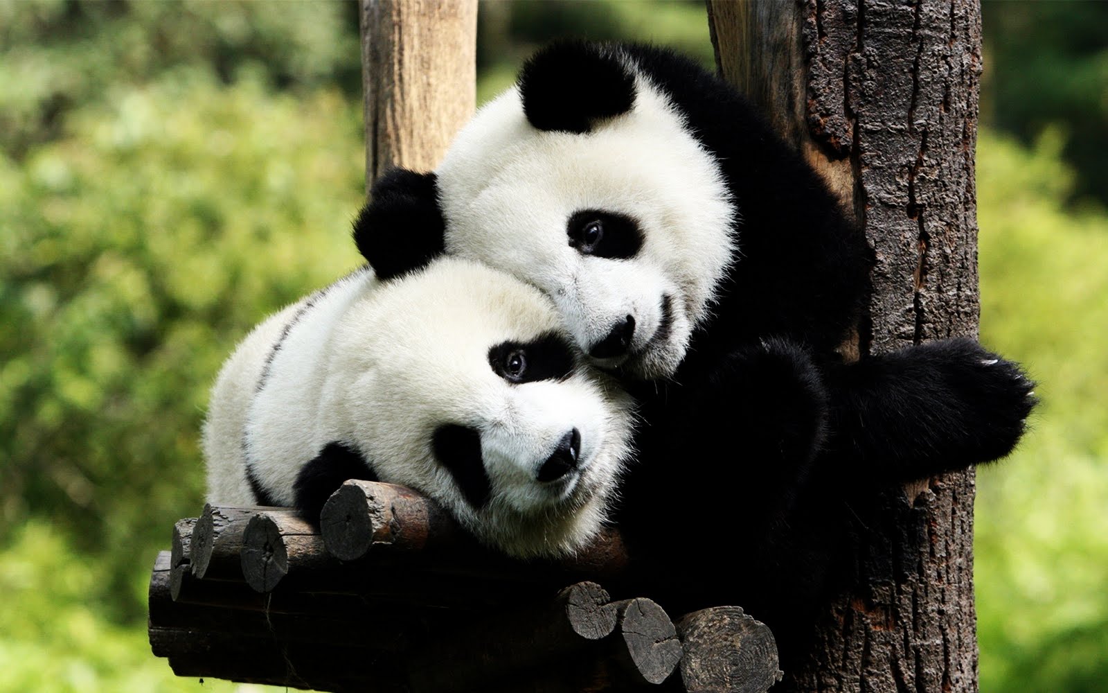 Osos panda enamorados - Panda bears in love