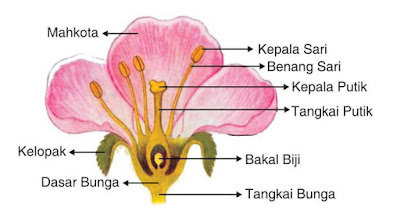 Bagian-Bagian Dari Bunga dan Fungsinya Bagian-Bagian Dari Bunga dan Fungsinya