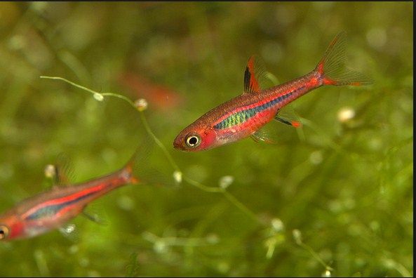 Chili Rasbora Care Ikan Hias Asli Indonesia Dan Cara Merawatnya Chili Rasbora Care Ikan Hias Asli Indonesia Dan Cara Merawatnya