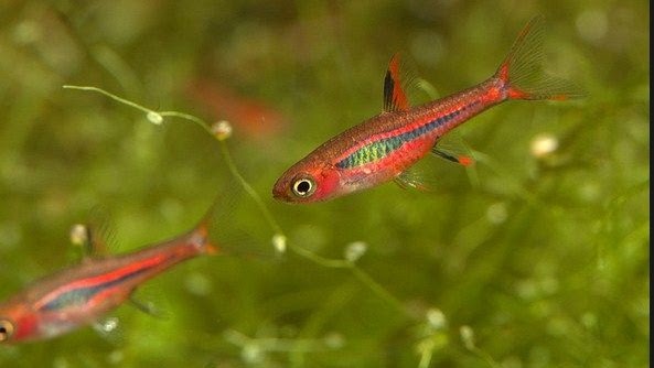 Chili rasbora eat wplanaria