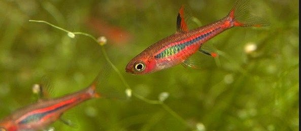 Chili Rasbora Care Ikan Hias Asli Indonesia Dan Cara Merawatnya
