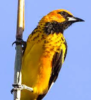 Bellas Aves de El Salvador: Icterus pectoralis (chiltota de pecho ...