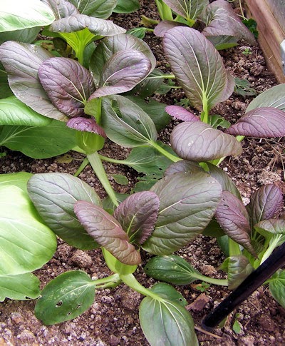Pak Choi Red F1