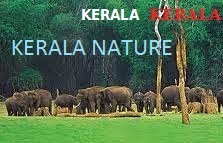 KERALA NATURE