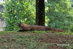 komodo kebun binatang ragunan jakarta