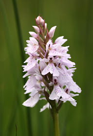 Heath Spotted Orchid - Powys, Wales