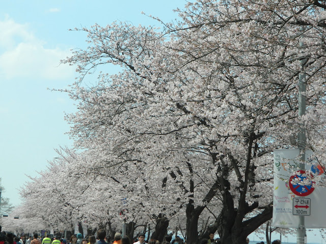 The row of cherry blossoms