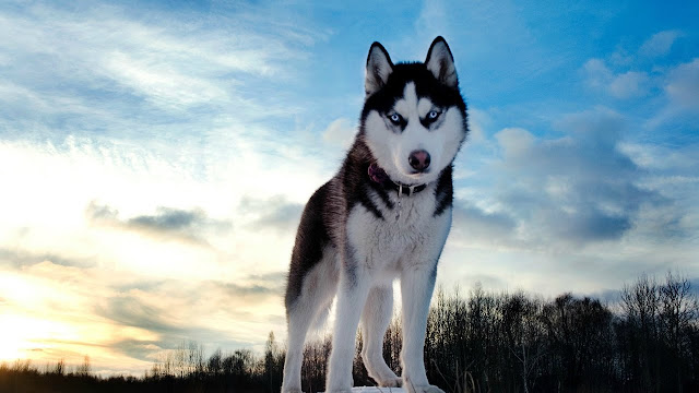 1_siberian_husky_most_beautiful_dog_breeds_in_the_world_2017_2018
