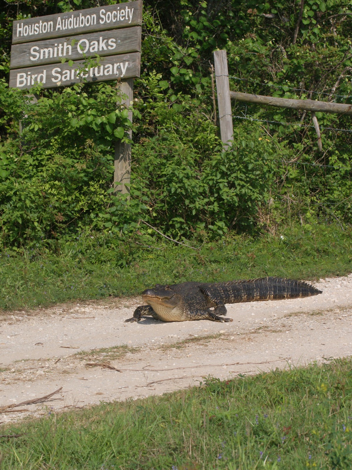 SE Texas Birding & Wildlife Watching: High Island Rookery