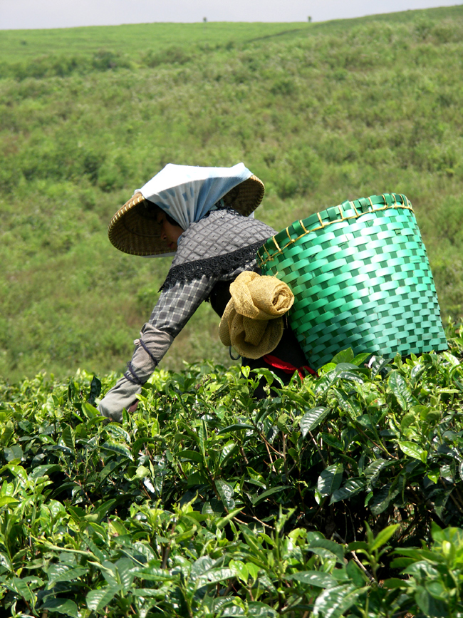 Indonezja - plantacje herbaty relacja z podróży