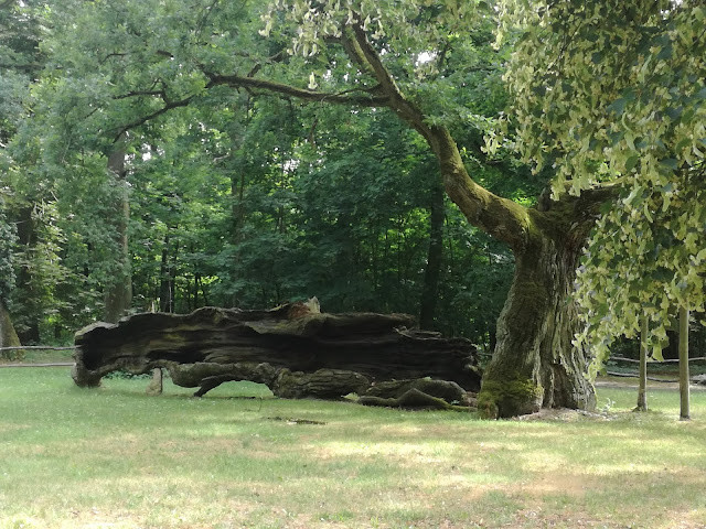 park w Rogalinie dąb Lech