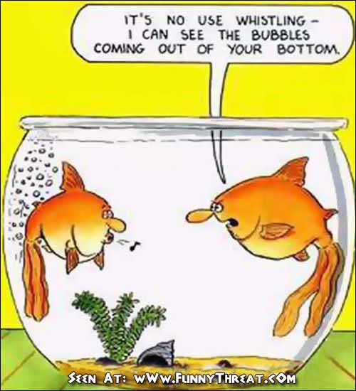 GALLERY FUNNY GAME Funny animal jokes