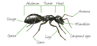 Anatomy of ants