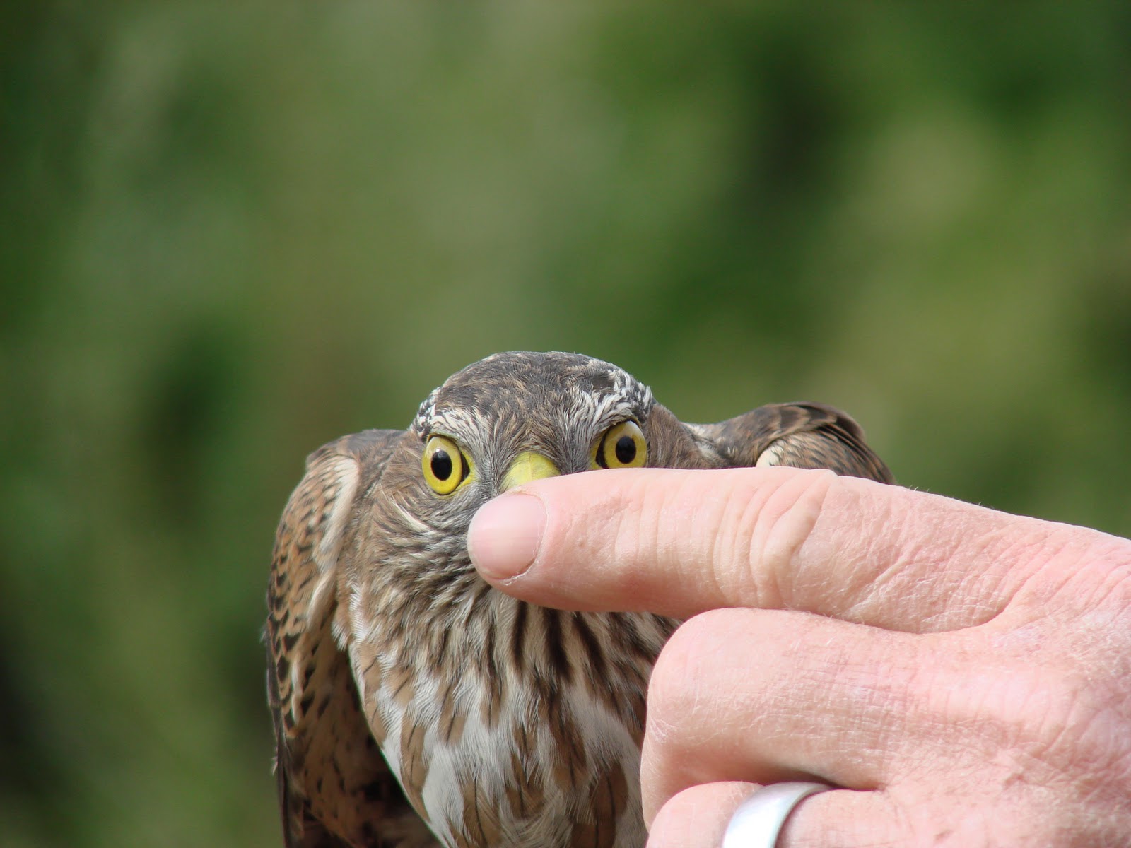 Methow Conservancy: RAPTORS up-close and personal