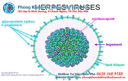 Một số nét về virus HSV