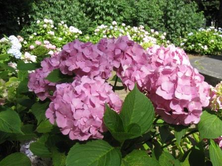 12 Deadliest Garden Plants Garden Plants Ornamental Plants Plants