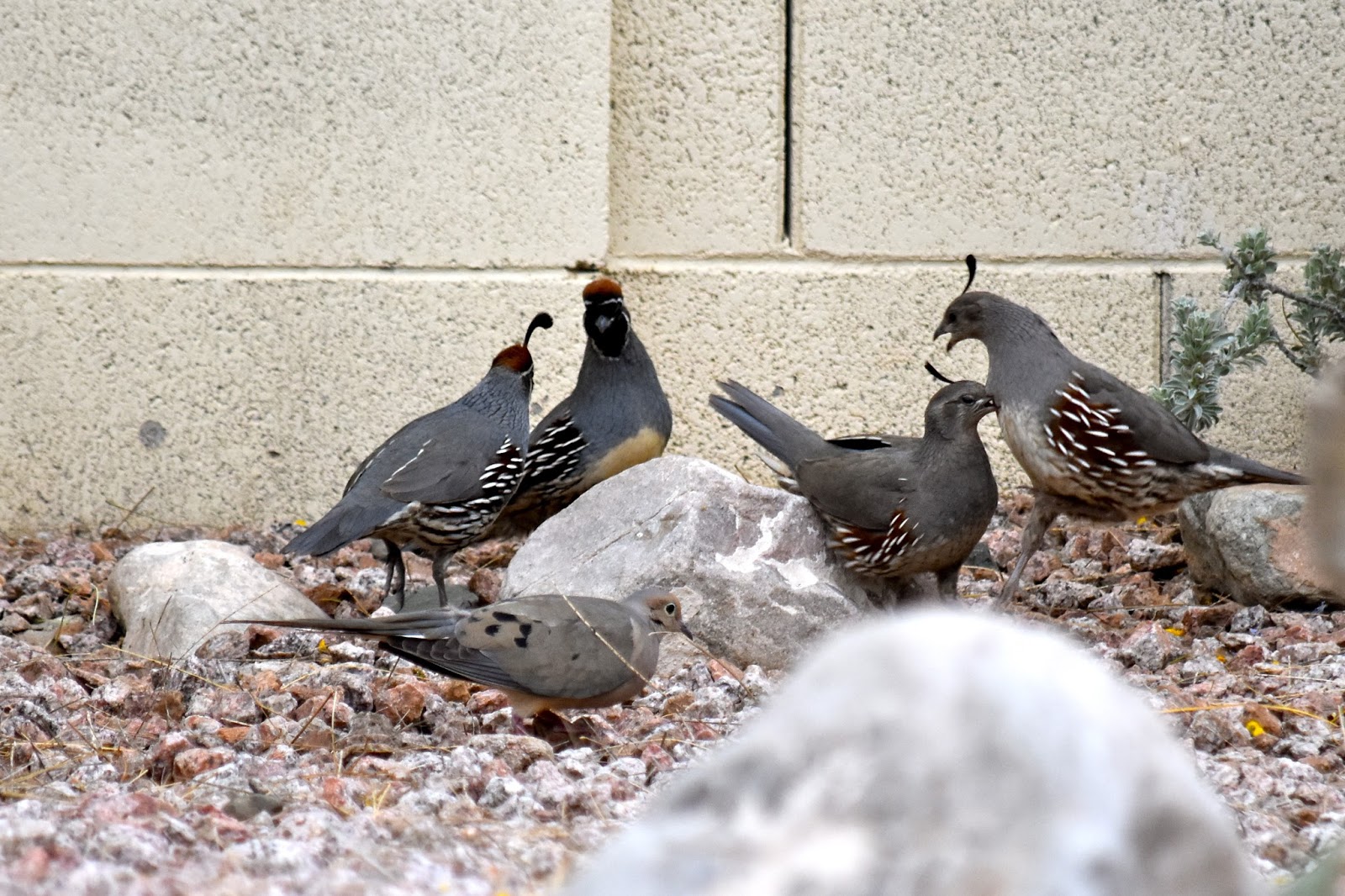 Fountain Hills Photos "Out & About" Quail Photos