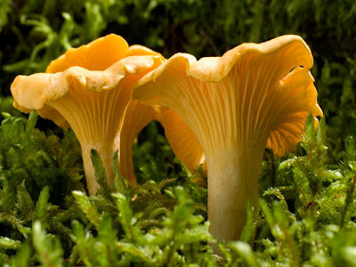 Wild Chanterell Mushroom