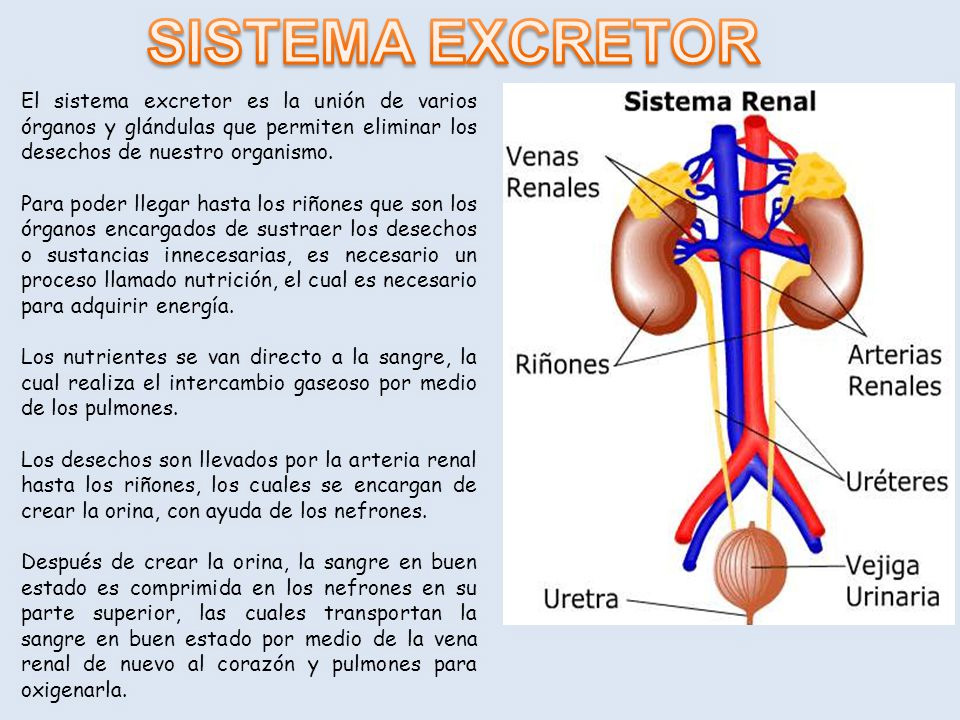 excretor